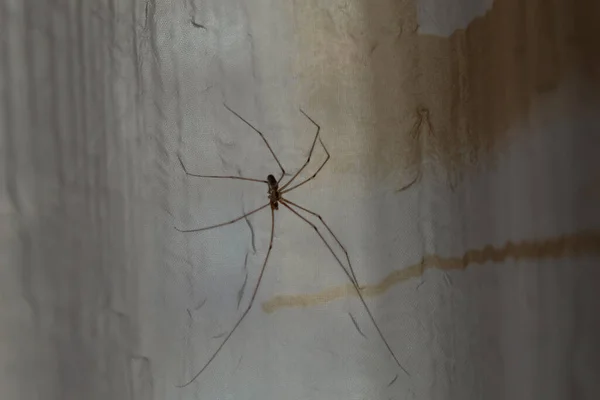 Primer Plano Una Inofensiva Araña Heno Está Sentada Cortina — Foto de Stock