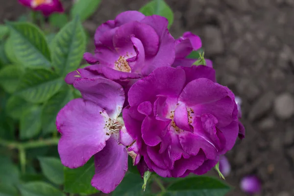 Een Prachtige Paarse Floribunda Roos Genaamd Blue Eyes Bloeide Zomer — Stockfoto