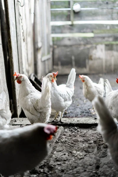 White chickens in the yard. Poultry farming. Chickens in the village stand at the entrance to the chicken coop.