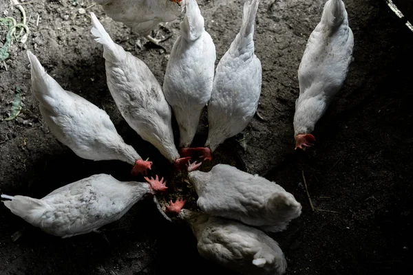 White chickens are eaten from a bowl. Top view. A flock of chickens ran to feed. Chicken Farmstead