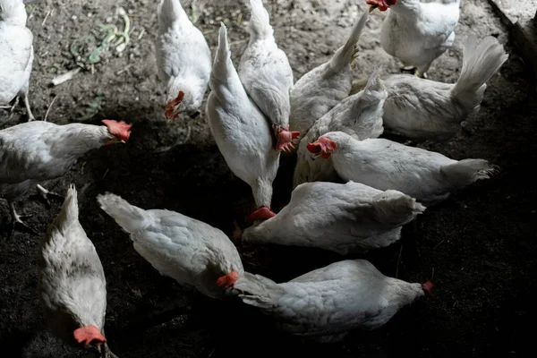 White chickens are eaten from a bowl. Top view. A flock of chickens ran to feed. Chicken Farmstead