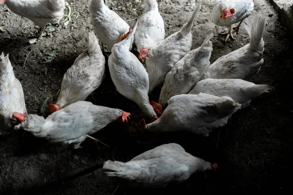 White chickens are eaten from a bowl. Top view. A flock of chickens ran to feed. Chicken Farmstead