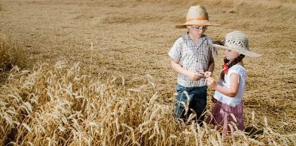 Figlioli nel grano — Foto Stock