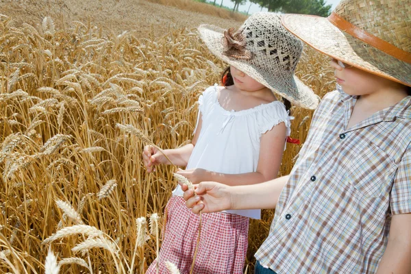 Crianças pequenas no trigo — Fotografia de Stock