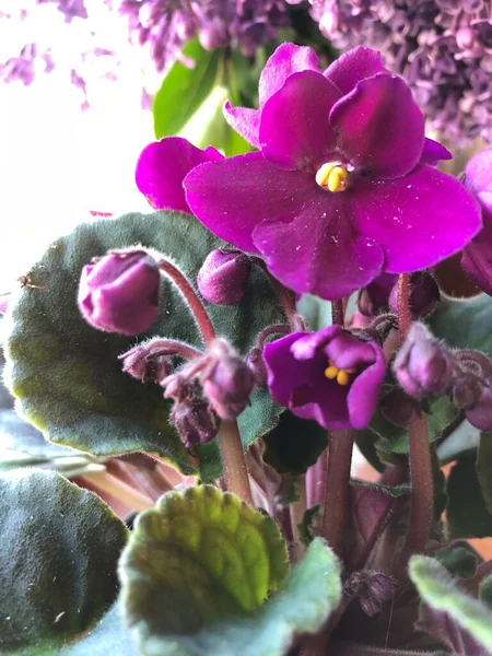 Фіолетовий Найкрасивіший Квітка Весни Морський Манікюр Манікюр — стокове фото
