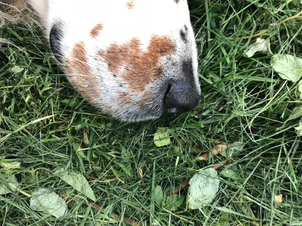Hunter English Pointer Grass Happy Peacefull Dog — Φωτογραφία Αρχείου