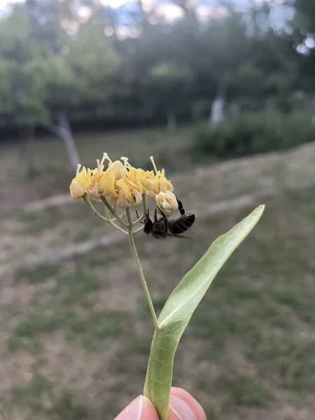 Honey Bee Collecting Pollen Linden — Stok fotoğraf