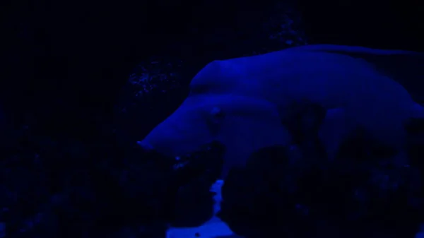 Wrasse Humphead Niebieskim Neonie — Zdjęcie stockowe
