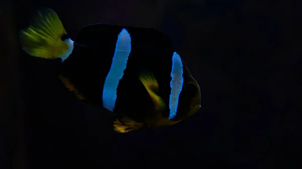 Екзотичні Риби Акваріумі — стокове фото