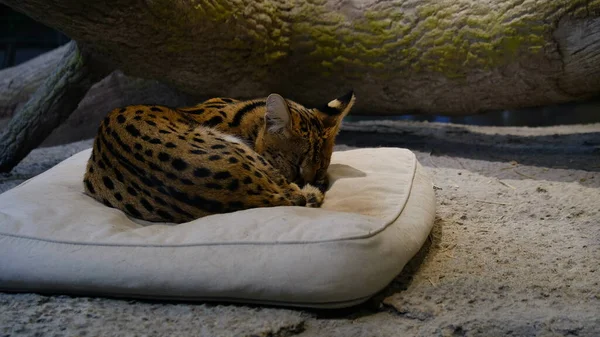 Lazy Serval Sleeping Wildlife Park — Stock Photo, Image