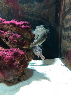 exotic fishes in the aquarium. sweet golden puffer