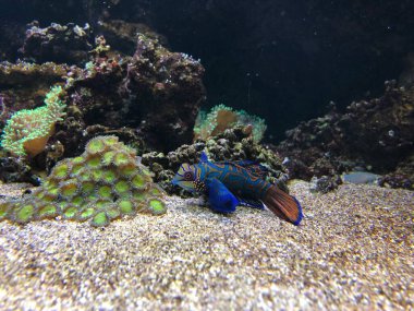 egzotik balıkları akvaryum