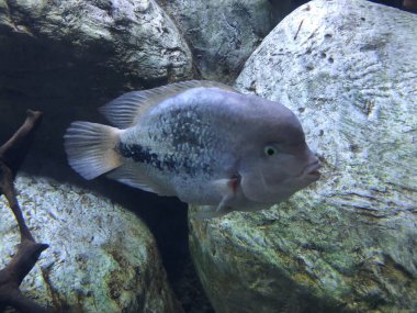 egzotik balıkları akvaryum