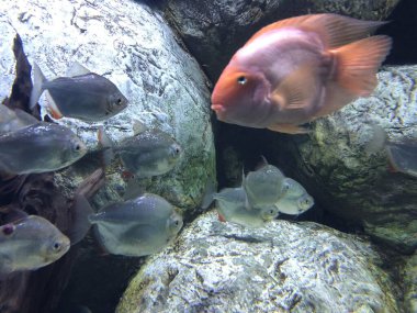 egzotik balıkları akvaryum