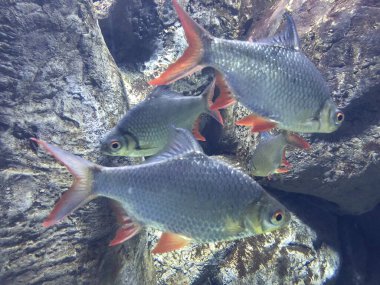 egzotik balıkları akvaryum