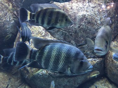 egzotik balıkları akvaryum