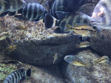 egzotik balıkları akvaryum