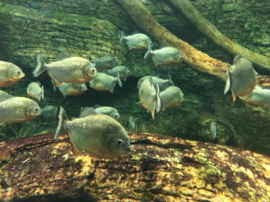 egzotik balıkları akvaryum