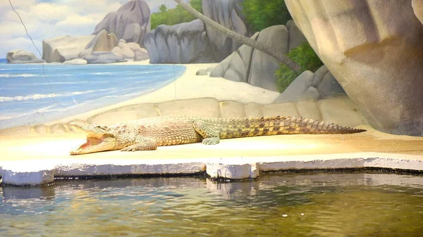 Крокодил Купається Парку Дикої Природи — стокове фото