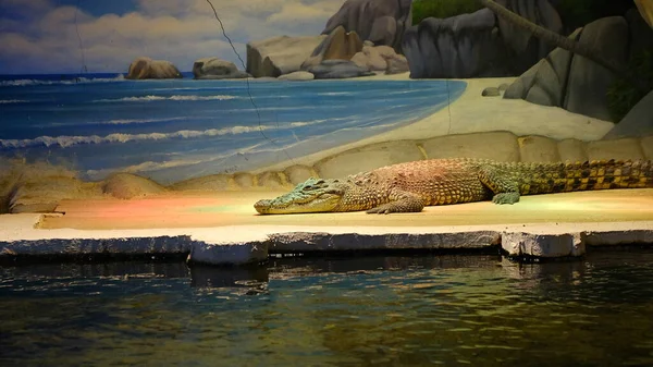 Crocodile Sunbathing Wildlife Park — Stockfoto