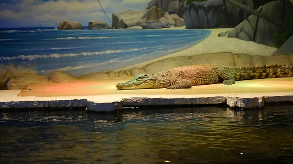 Crocodile Sunbathing Wildlife Park — Stockfoto