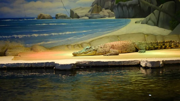 Crocodile Sunbathing Wildlife Park — Stockfoto