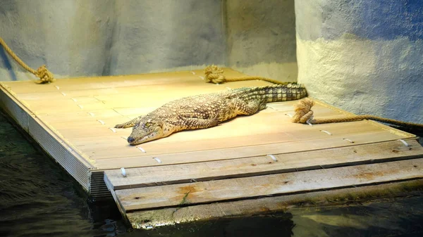 Крокодил Купається Парку Дикої Природи — стокове фото