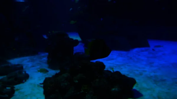 Egzotik Balıkları Akvaryum — Stok fotoğraf