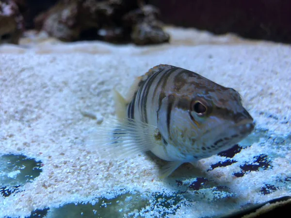 Exotic Fishes Aquarium — Stock Photo, Image