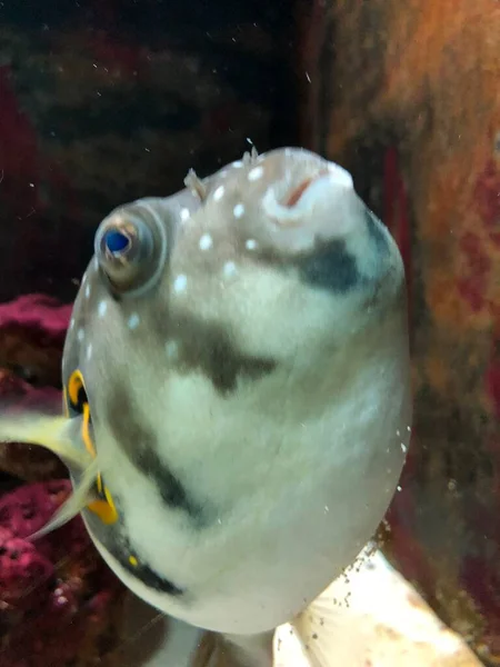 Exotische Fische Aquarium — Stockfoto