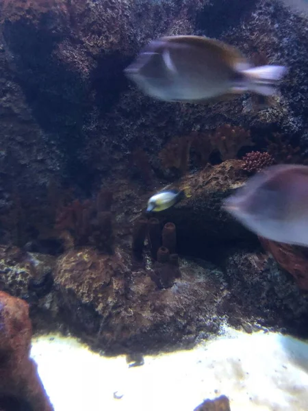Exotische Fische Aquarium — Stockfoto