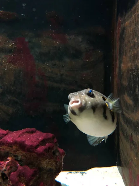 Exotic Fishes Aquarium Sweet Golden Puffer — Foto Stock