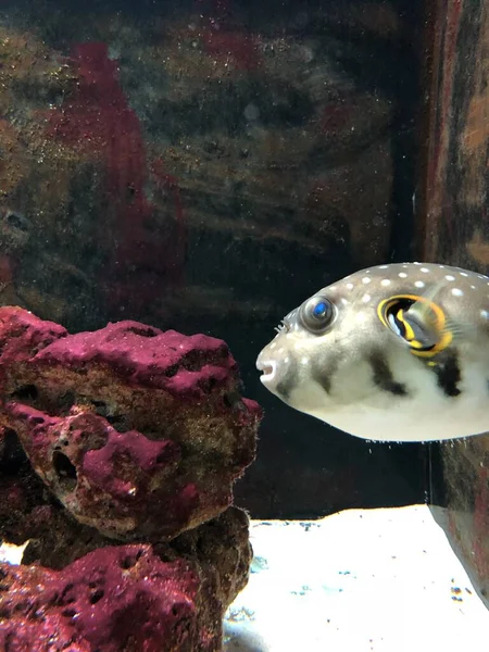 Экзотические Рыбы Аквариуме Сладкий Золотой Фугу — стоковое фото