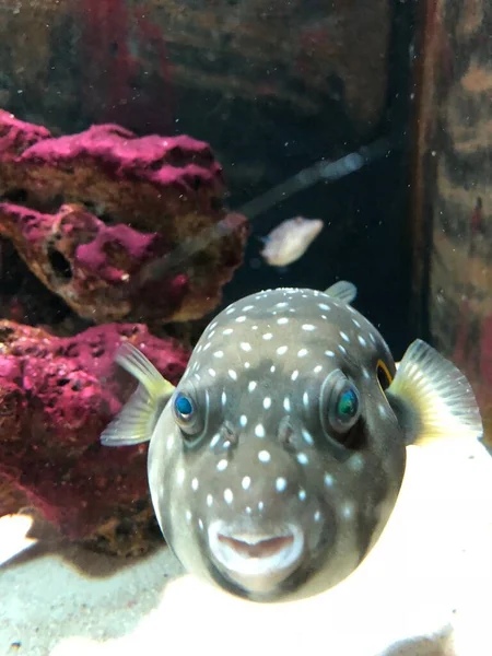 Exotic Fishes Aquarium Sweet Golden Puffer — ストック写真