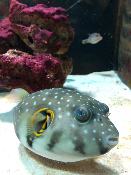 Exotic Fishes Aquarium Sweet Golden Puffer — Stok fotoğraf