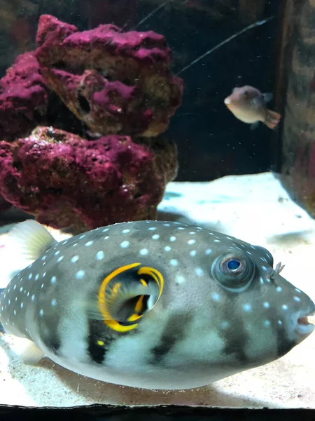 Exotic Fishes Aquarium Sweet Golden Puffer — Stok fotoğraf