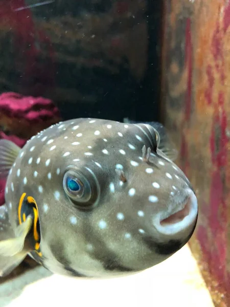 Exotic Fishes Aquarium Sweet Golden Puffer — Stok fotoğraf