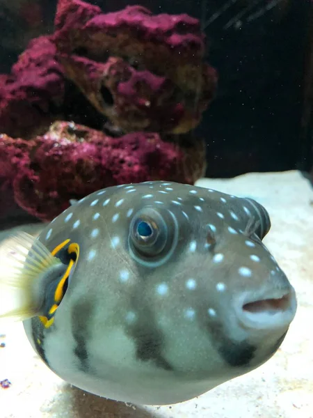 Exotic Fishes Aquarium Sweet Golden Puffer — Stok fotoğraf