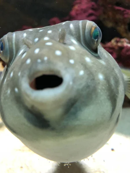 Exotic Fishes Aquarium Sweet Golden Puffer — Stok fotoğraf