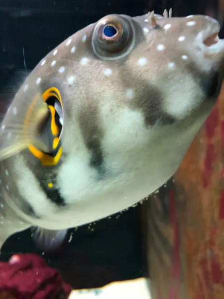 Exotic Fishes Aquarium Sweet Golden Puffer — Foto Stock