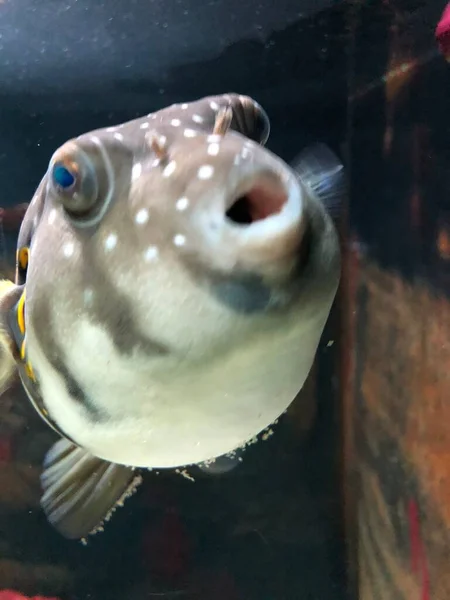 Exotic Fishes Aquarium Sweet Golden Puffer — ストック写真