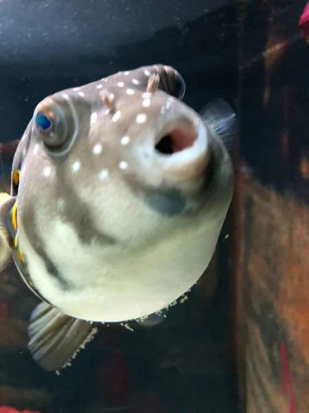 Exotic Fishes Aquarium Sweet Golden Puffer — Zdjęcie stockowe