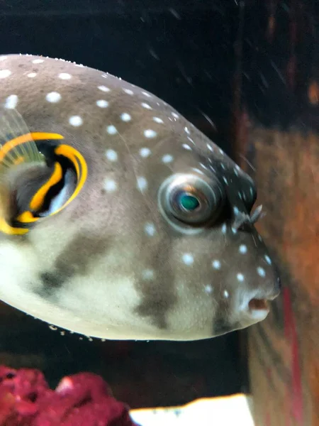 Экзотические Рыбы Аквариуме Золотистый Пыхтел — стоковое фото