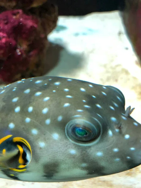 Exotic Fishes Aquarium Sweet Golden Puffer —  Fotos de Stock