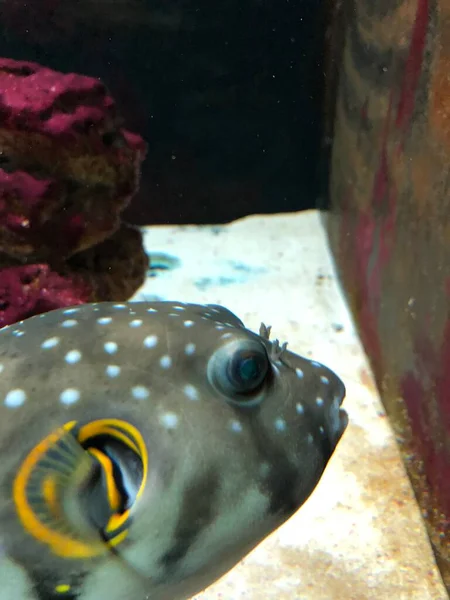 Exotic Fishes Aquarium Sweet Golden Puffer — Foto Stock