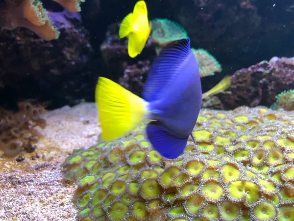Exotische Vissen Het Aquarium — Stockfoto