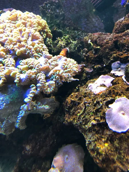 Various Corals Aquarium — Stockfoto