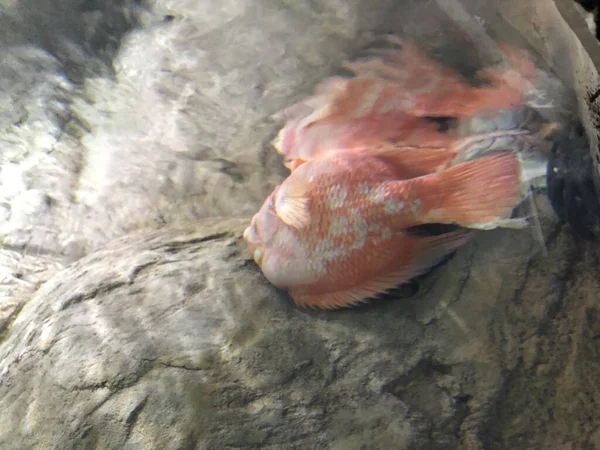 Экзотические Рыбы Аквариуме — стоковое фото