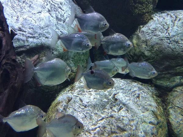 Peixes Exóticos Aquário — Fotografia de Stock