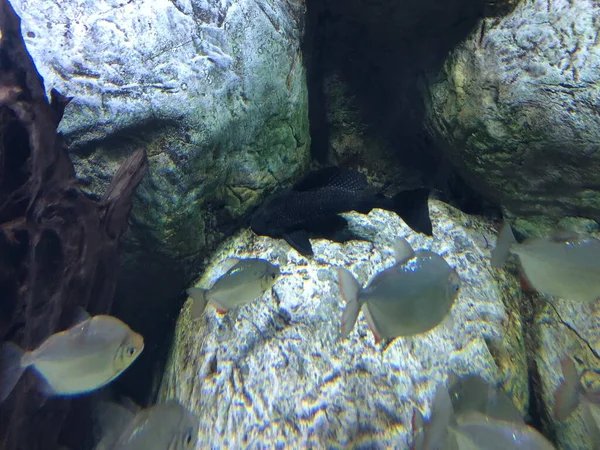 수족관에 이국적인 물고기 — 스톡 사진